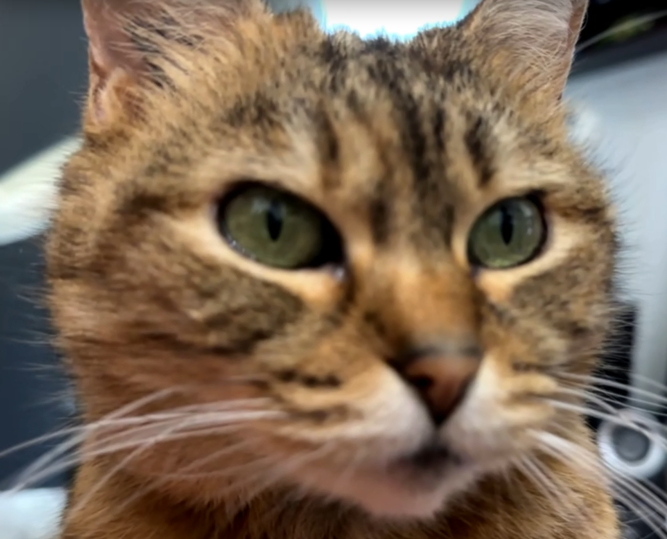 Chat
